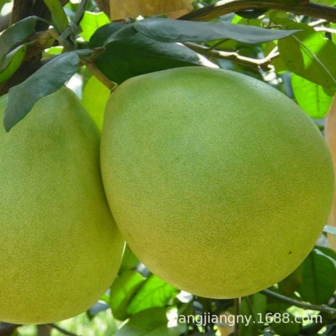 Тайвань Мадоу Вэньчантан Помело Рассада Прививка Красное Сердце Фрукты Саженцы Посадка Таиланд Рубин