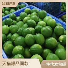 广东香水柠檬爆香新鲜一级果现摘奶茶饮品店柠檬茶专用一跨境代发