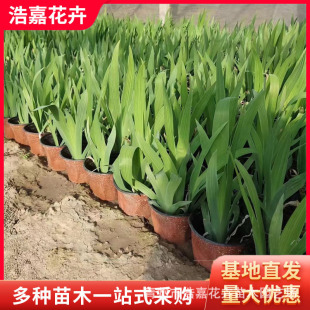 Aquatic Iris Seedlings, Aquatic Canna Potted Iris Base, Butterfly Orchid Ground Planting, Garden Flowering Plants