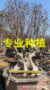 Fujian hundred -day red -shaped Lagerstroemia bonsai tree stump ancient piles of old piles, ancient trees, century -old Lagerstroemia bonsai tree