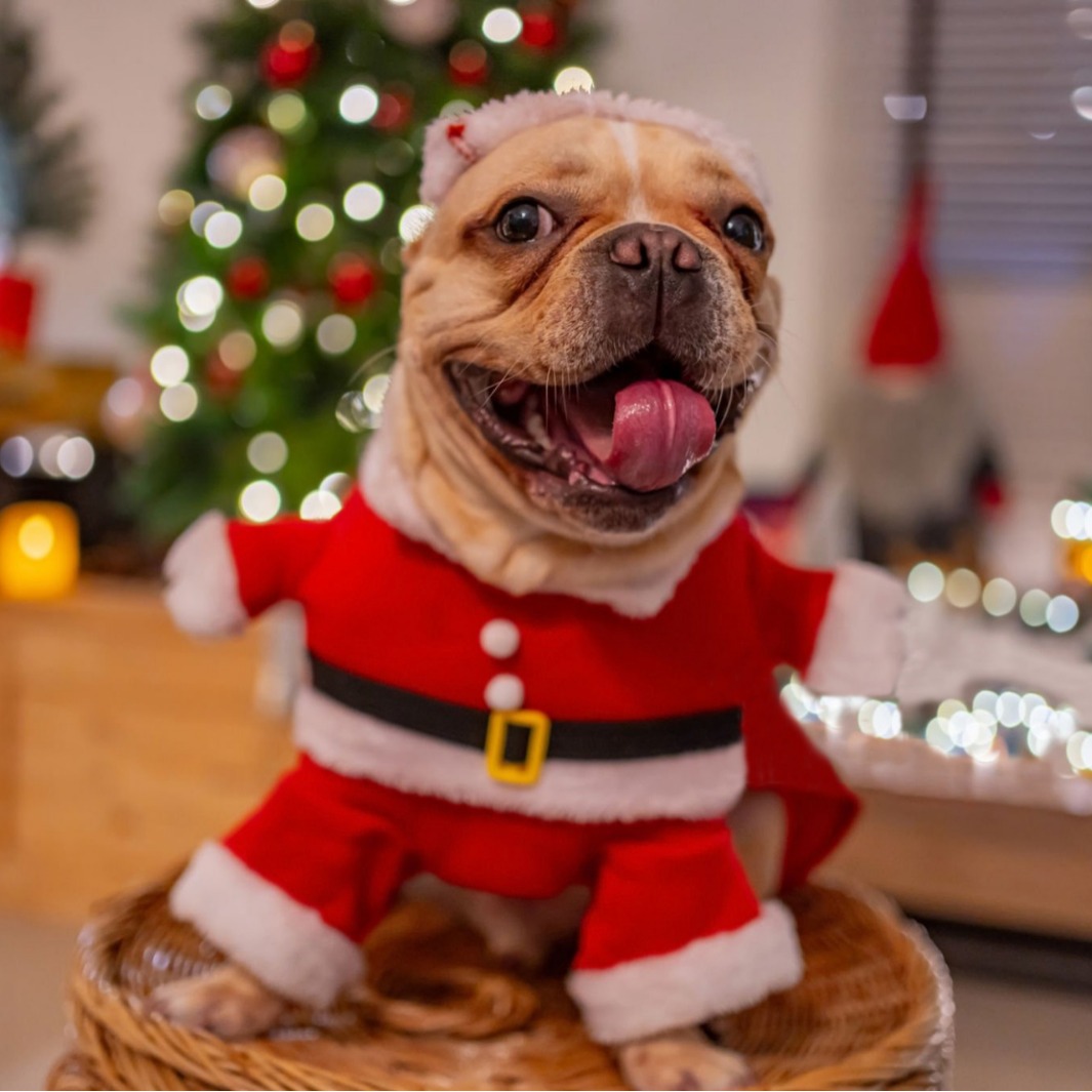 Invierno mascota estereoscópico extraño perro vestido de Navidad Santa Claus vestido festivo fábrica de ropa de mascota