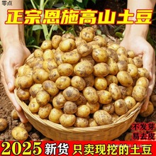 小土豆新鲜恩施马尔科马铃薯个包邮黄心高山富现挖迷你硒芋头