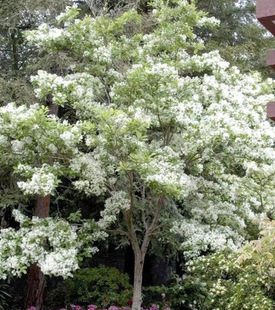 һlƷСϘK޽ӹԘ䘶΢