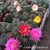 [Direct supply of the base] Dahuacai Grassfree Flower Flower Fairy Ball Multi -Flower Flower Flower Potted Flower