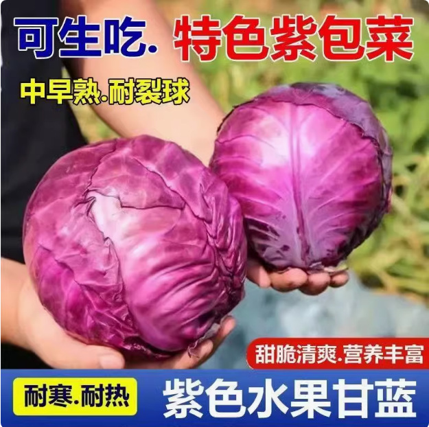 紫甘蓝菜种包菜种籽菜种子籽种苗孑紫包菜籽卷心菜大头包心菜秧苗