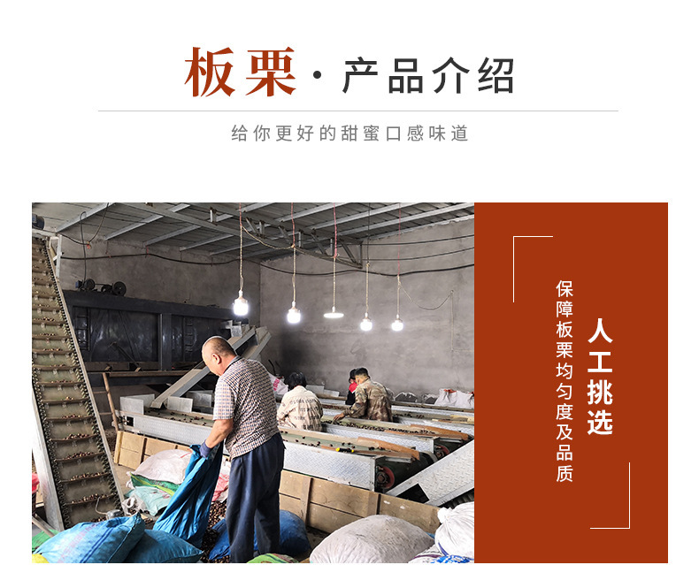 正宗迁西板栗,老树栗子河北迁西生鲜油栗批发,糖炒栗子香甜软糯板栗