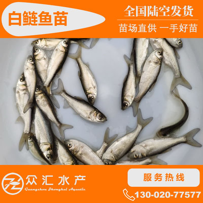 白鲢魚苗 白鲢苗 鳊魚苗 四大家魚水花 養殖基地批發淡水魚苗