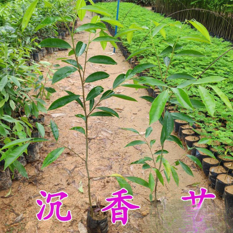 沉香苗树沉香树苗沉香木药材名贵海南珍贵沉香苗沉香树苗奇楠苗