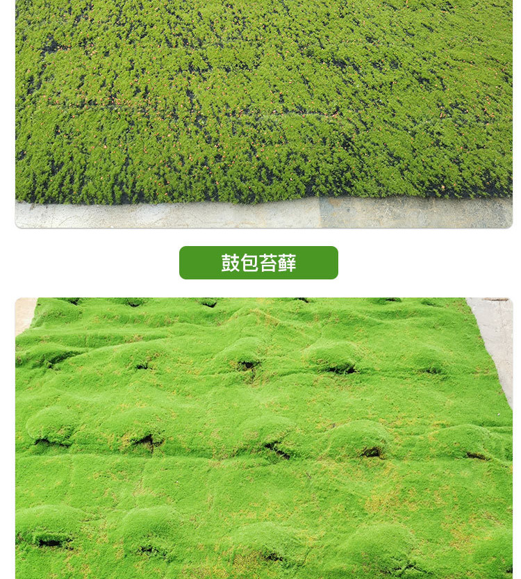 苔藓草皮详情_07.jpg