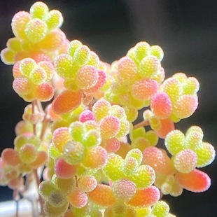 Kumquat Sugar Ball Branches and Apricot Candy Succulent Plant Rice Grain Diamond Ice Crystal Novice Good at Raising Small Old Pile