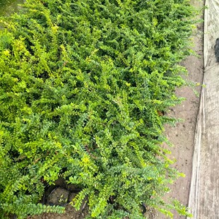 ���K���G�̶�С��a��  ���G�̶�����  �Ԯa���N �������l