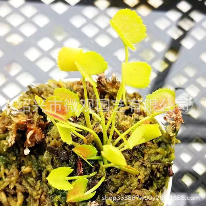 Clipe Melody Shark Flytrap 0,5-1cm