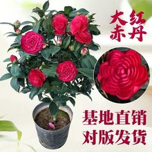 茶花苗山茶花树苗多色茶花四季茶花绿植花卉盆栽玫瑰花盆栽耐寒花