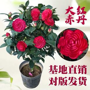 Camellia Seedlings, Camellia Saplings, Multi-Color Camellia, Four-Season Camellia, Green Plants, Potted Florals, Potted Roses, Potted Cold-Resistant Florals