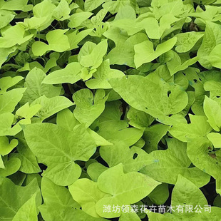 Golden Leaf Sweet Potato Nutrition Cup Seedlings Perennial Flowers Golden Department Base Spot Seasonal Grass Flowers Golden Potato Seedlings