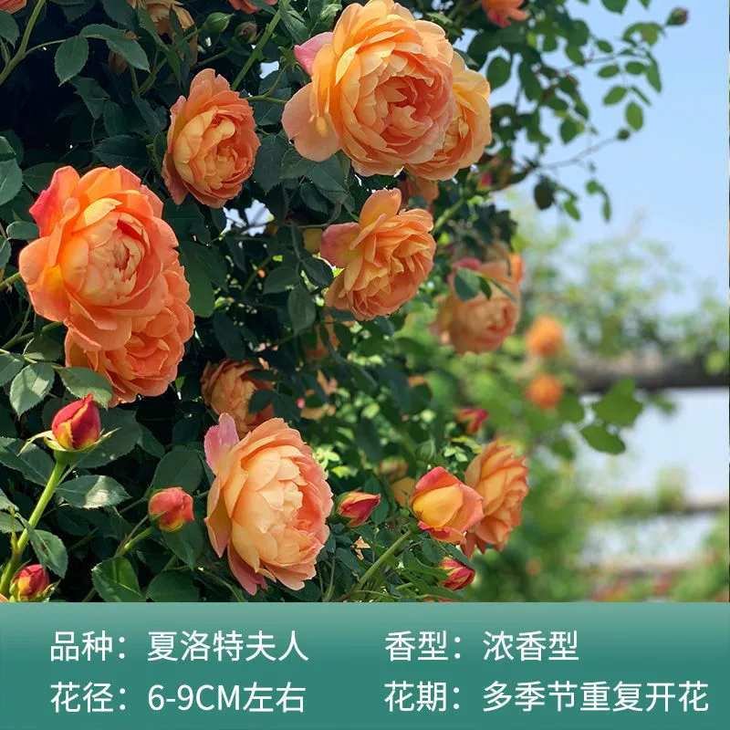 Розовая лоза Леди Шарлотта Роза Морозостойкий большой цветок Лучжоу-аромат Четыре сезона Вьющаяся лоза Садовое растение в горшке