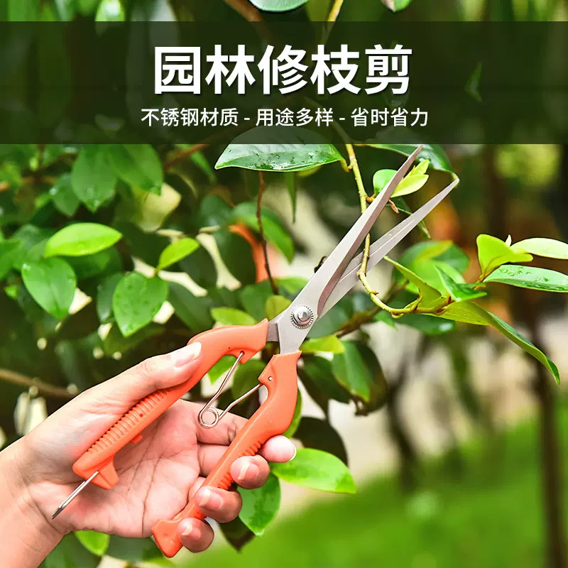 园林工具不锈钢修枝剪 花艺盆景嫁接剪刀园林剪 采摘水果稀果剪