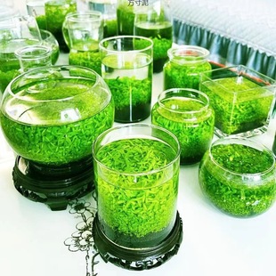 Hydroponic Ecological Bottle Desktop Ornaments Micro Landscape Green Plants Small Fish Tank Four-season Water Seed Glass Bottle Landscaping Amazon