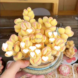 Fleshy Bear Claw Plant Bear Boy Yellow Cute Cookie Cyber Red Simulation Super Cute New Style Lazy Man Fleshy Green Plant