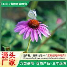 lɹջܷNӾ^G̨ԻѻRFջN