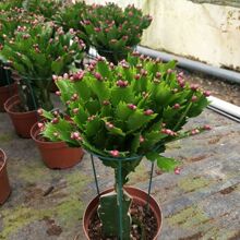 进口蟹爪兰嫁接好的莲花苗绿植盆栽办公桌阳台开花摆放吸甲醛