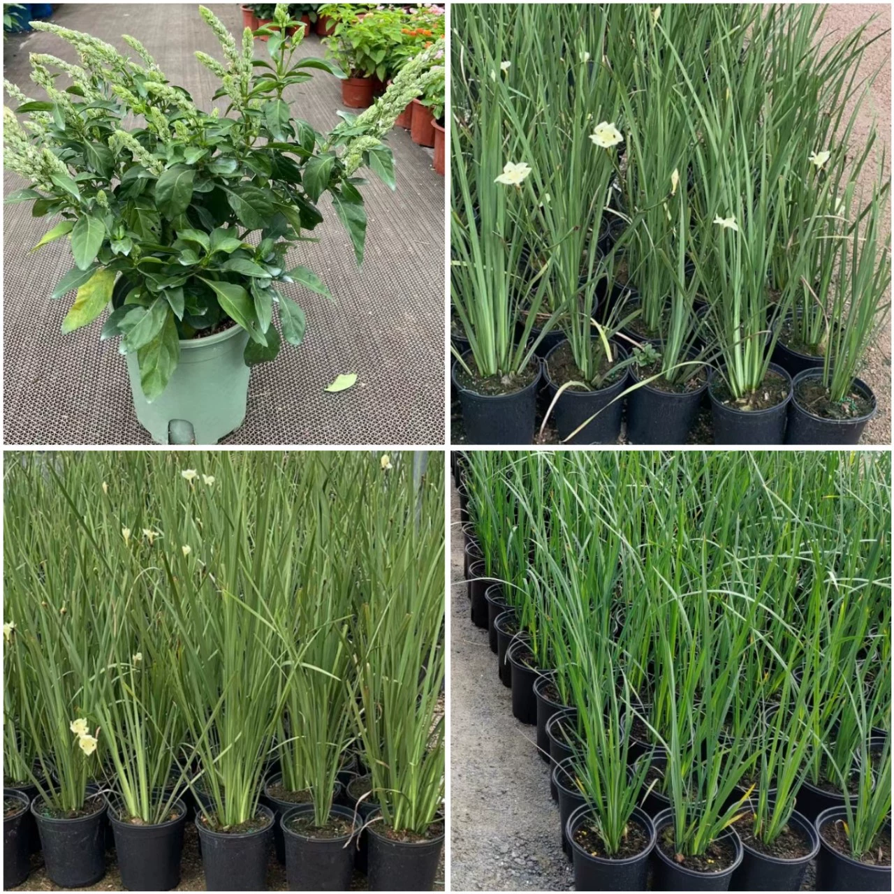 Двухцветный дикий Ирис Four Seasons вечнозеленый Bud Jue кровать желтый цветок Ирис белый Bud Jue кровать цветок границы растительная база