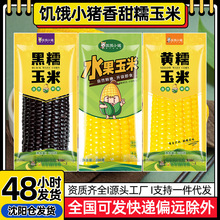 东北黑糯玉米粘苞米甜玉米棒紫苞米黏糯真空袋装杂粮粗粮200g