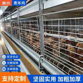 立式青年鸡笼鹌鹑笼全自动机械养鸡鸽子笼鸡舍养殖设备厂家雏鸡