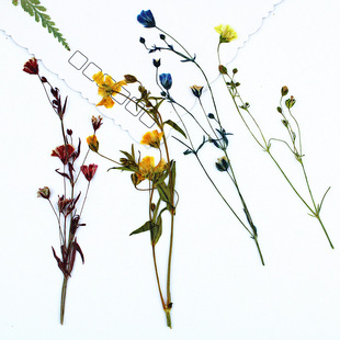 Xiancao grass suction color with branches dried flower embossing wholesale flower table lamp plant specimens real flower fan diy material