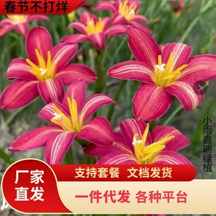 һ�����l�L���m�N�����l�ذ��ɫ���@�G�������̷Nֲ���m��������