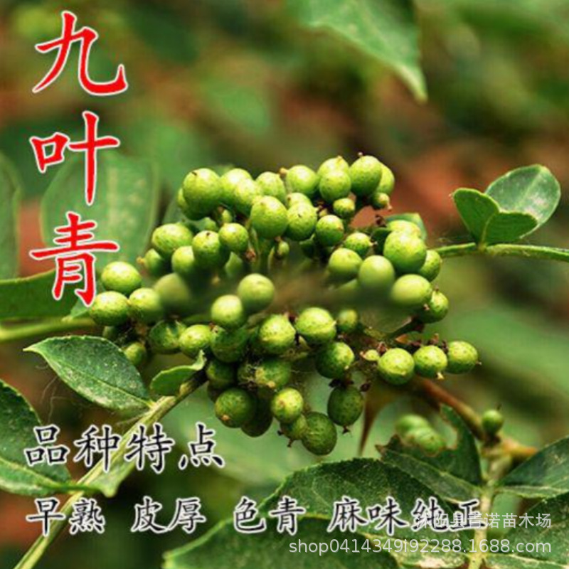 品种花椒树苗基地培育花椒苗九叶青麻椒小苗 食用花椒花椒苗盆栽