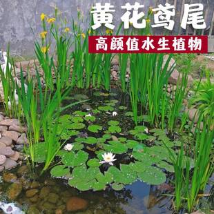 �S����ˮ��ֲ�����˽��ӵ��G���S���Sβ�纵����JȔ�J��ˮ���쾰