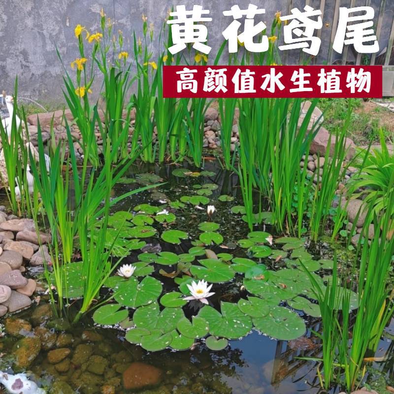 黄菖蒲水生植物美人蕉河道绿化黄花鸢尾苗旱金草芦苇芦竹水培造景