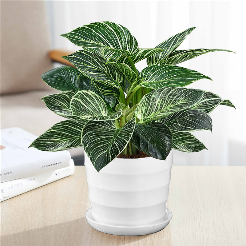 플래티넘 다이아몬드 높이 30cm, 나사산 냄비 3개 + 영양액