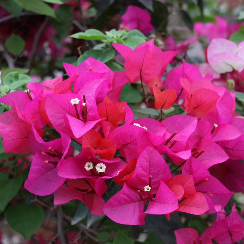 클래식 스타일(퉁안 레드)