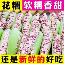 广西新鲜现摘现发糯玉米9斤早餐玉米棒花糯玉米甜糯玉米5斤批发