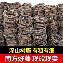 太保葡萄婚麦藤条红山藤蔓叶树藤干假老藤枯藤管道树枝植物深山藤