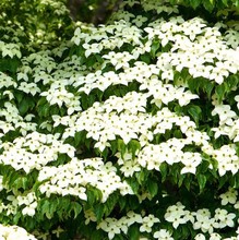 ջNlľN²ɻܷNľNӈ@ַN