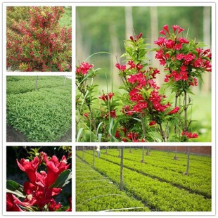 һ�����lͥԺ�Gֲ ���Ի���*�\�������t�����\���硿�G����ľֲ��