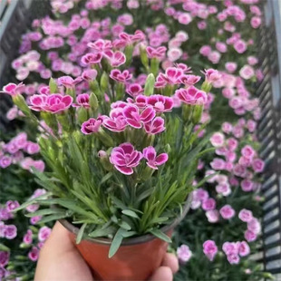 European Dianthus First Kiss Flower Seedlings Potted with Buds, Courtyard Cold-Resistant Lawn, Perennial, Long Flowering Period, Blooming in All Seasons, Free Shipping