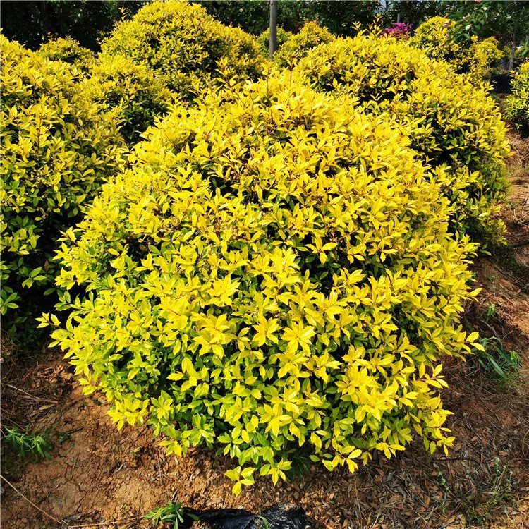 Основные поставки золотых декоративных растений для ландшафтного дизайна сада, живых изгородей, клумб, цветочных дорожек и композиций.