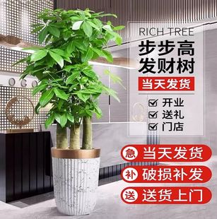 Bbk Money Tree Three-Pole Original Living Room Large Potted Plant Large Green Plant Housewarming New Home Office Opening Gift