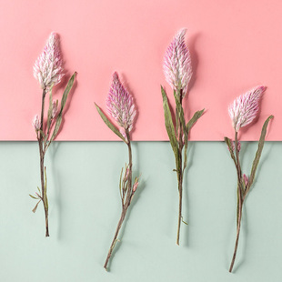 Fox grass Net red Dried flower plant specimen embossed flower Dried flower real leaf real flower leaf sticker