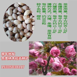 盆栽;种子;园林果树