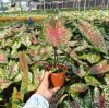 [Direct supply of the base] Net Red Potted Plant Viewing Plant Green Plant House Flower 110 Caroline Paolian Taro