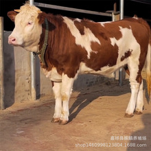 西門塔爾牛養殖場 批發西門塔牛3-5個月肉牛犢 魯西黃牛牛犢