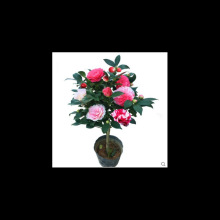 ɽ�軨�N�ѻ��ܷN�ӻ�ľ�N����ľ�N������ɽ�軨���ļ��׷N�N��