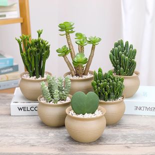 Cactus Succulent Plant Money Wood Jade Dew Mountain Fortune Coral Tree Heart Leaf Ball Orchid Money String Potted Plant
