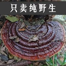 甄选 长白山野生千年赤灵芝批发野生名整朵切片