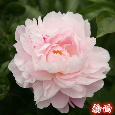 Семена пиона молочной флоры Radix Paeoniae Rubra Белый цветок Женьшень пиона молочной флоры Красный Медицина Radix Paeoniae Alba Семена Сад Четыре Сезона Цветение Семена